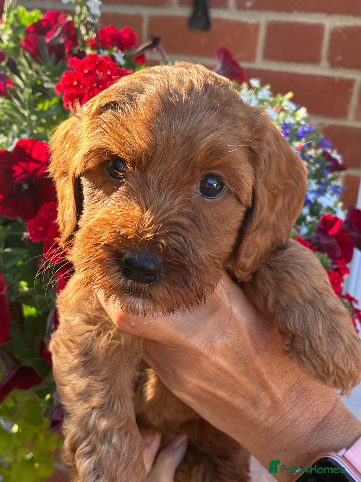 Australian Labradoodle dogs Australian Labradoodle - Advert 2