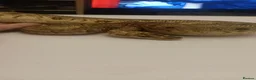 Python Snake reptiles for sale: Male, HGW, CLOWN, YB, PASTEL, H.MORAY - Advert 4