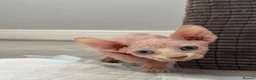 Sphynx cats for sale: Canadian Sphynx kittens READY NOW - Advert 3