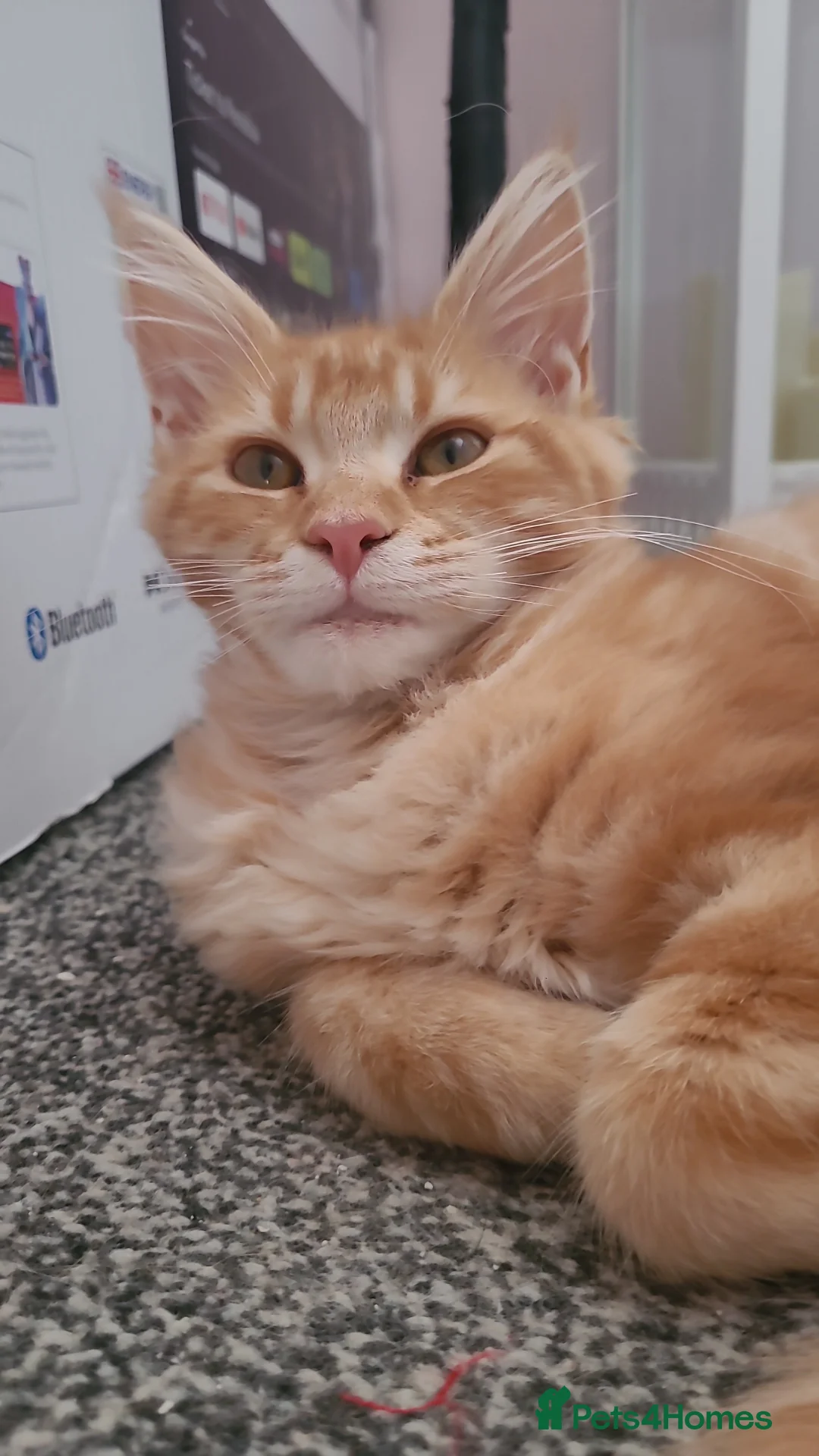 Maine Coon cats for sale: Ginger Maine Coon Kittens  - Advert 15