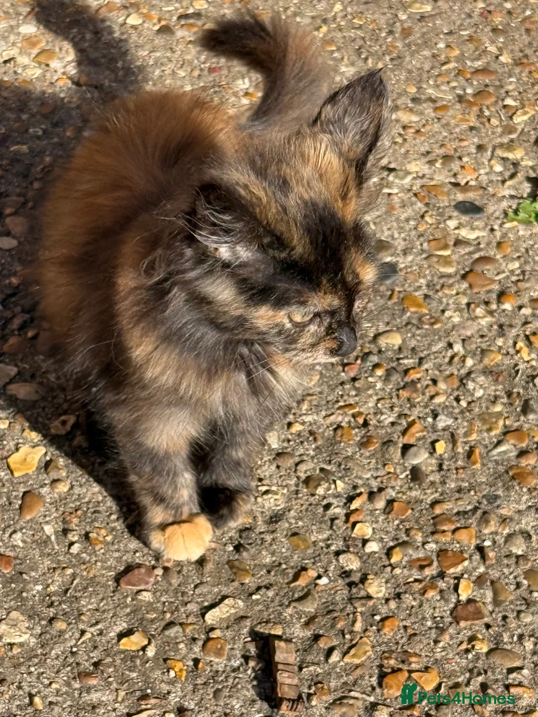 Maine Coon cats for sale: Maine coon x turkish van  in Romford - Advert 9