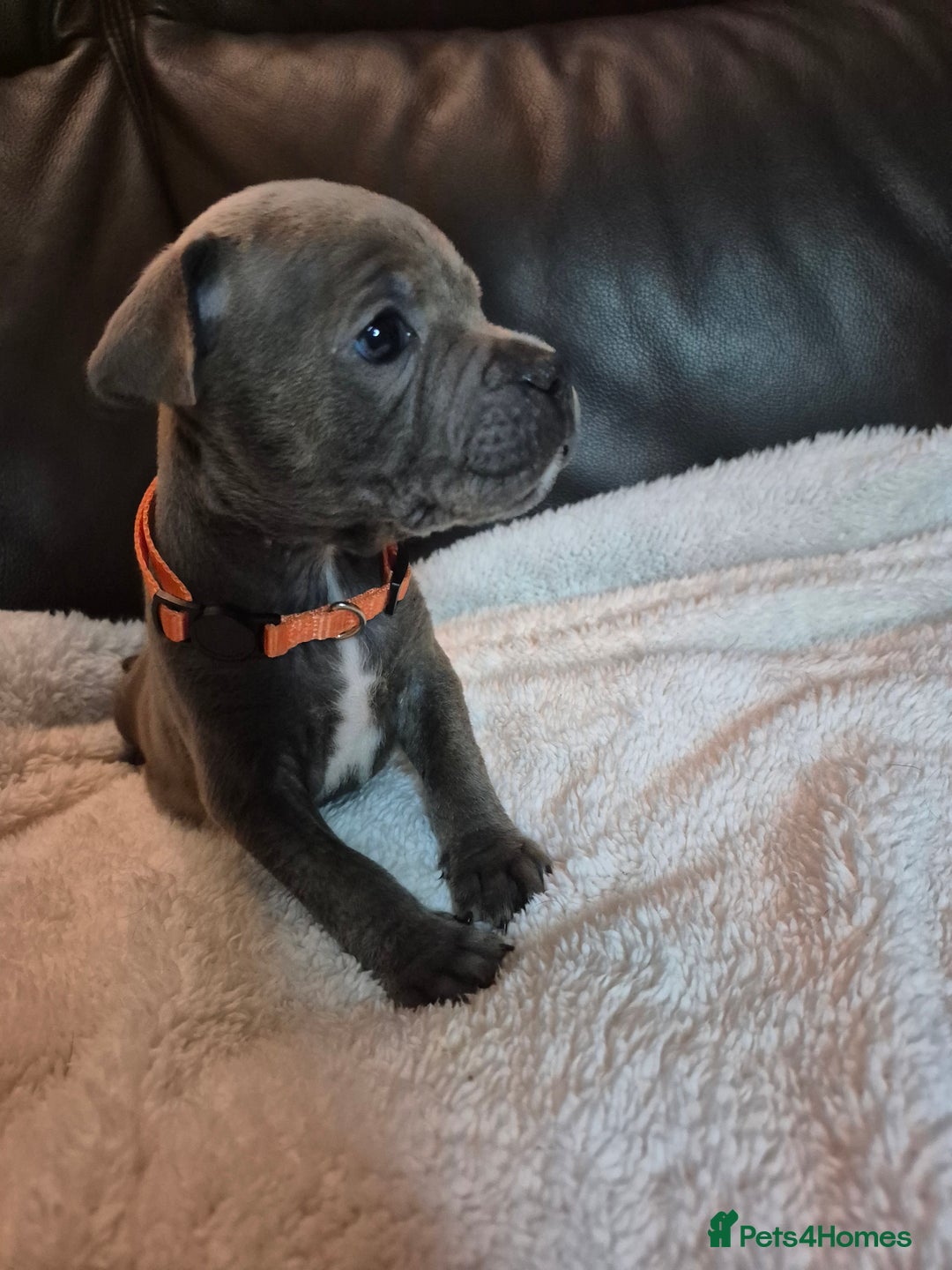 Staffordshire Bull Terrier dogs for sale: Eight gorgeous staffy puppies. - Advert 10
