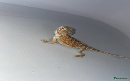 Bearded Dragon reptiles for sale: Bearded Dragon And Setup For Sale - Advert 4