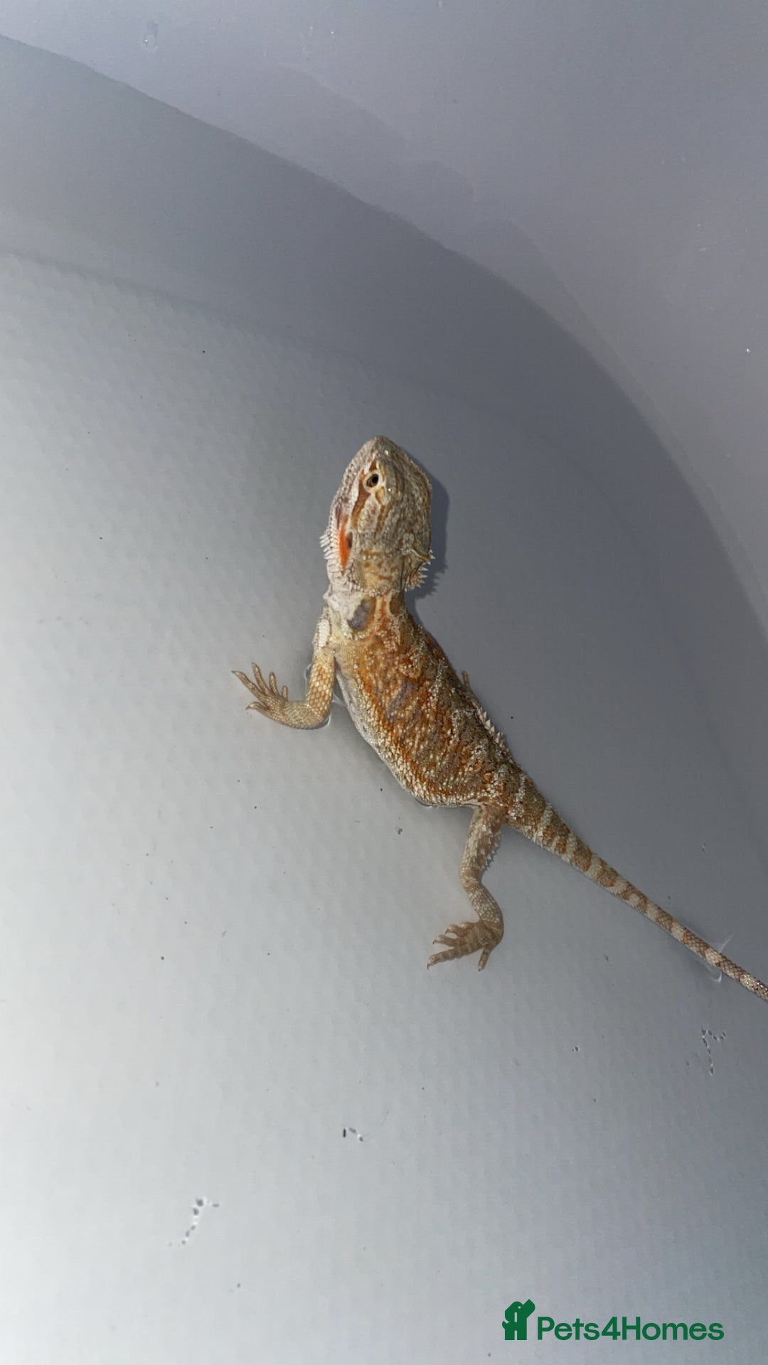 Bearded Dragon reptiles for sale: Bearded Dragon And Setup For Sale - Advert 4