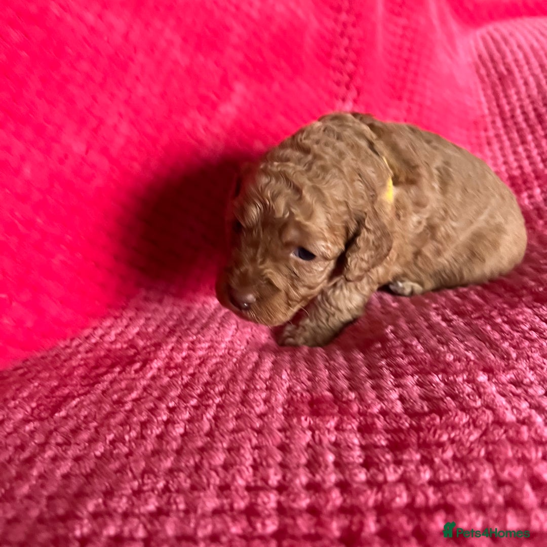 Australian Labradoodle dogs for sale: Fib Labradoodle puppies - Advert 26