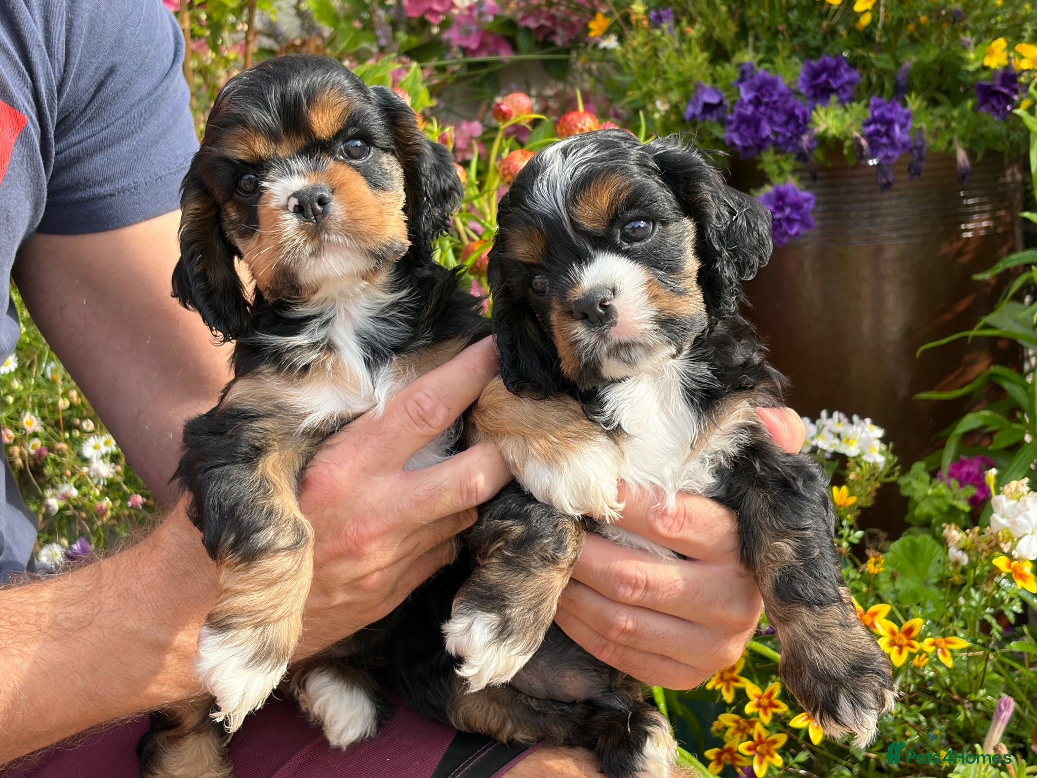 American Cocker Spaniel dogs Darling American Cocker babies - Advert 2