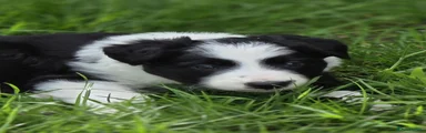 Border Collie Puppy 2