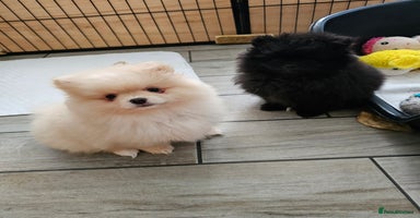 Pomeranian dogs - Advert 4
