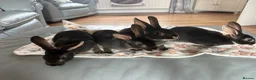Rex rabbits for sale: Black Otter Mini Rex Bunnies  - Advert 12