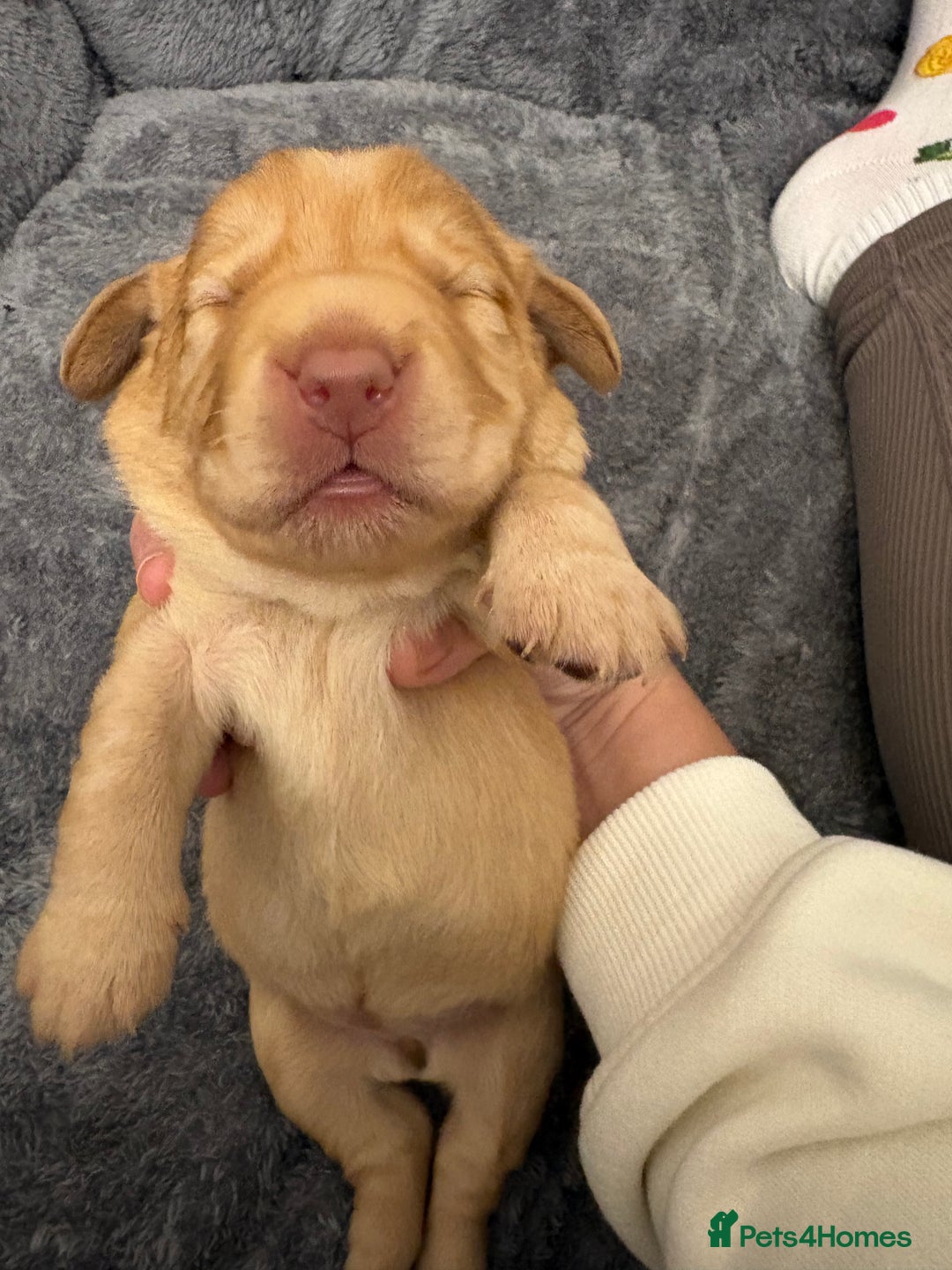 Cockerdor dogs for sale: labrador/ cockerdor Puppies  - Advert 15