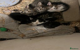 Domestic Shorthair cats for sale: Domestic short haired kittens  - Image 1