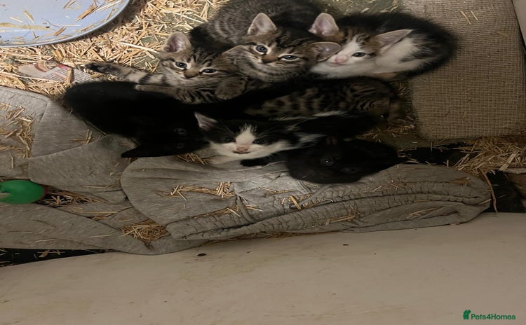 Domestic Shorthair cats - Advert 4