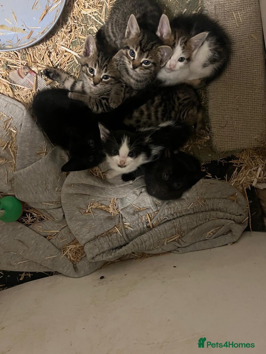 Domestic Shorthair cats for sale: Domestic short haired kittens  - Image 1