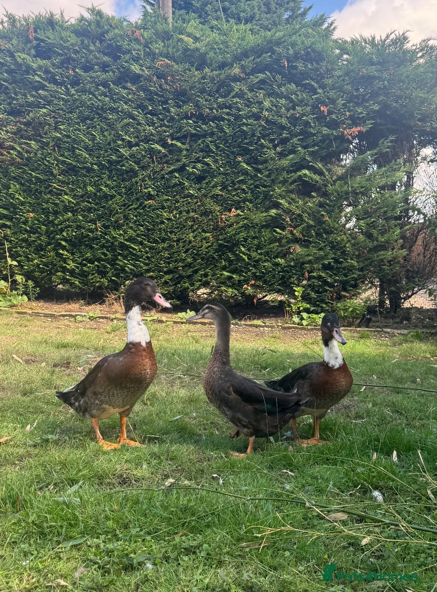 Ducks poultry Muscovy x Runner Ducks for sale - Male & Female - Advert 19