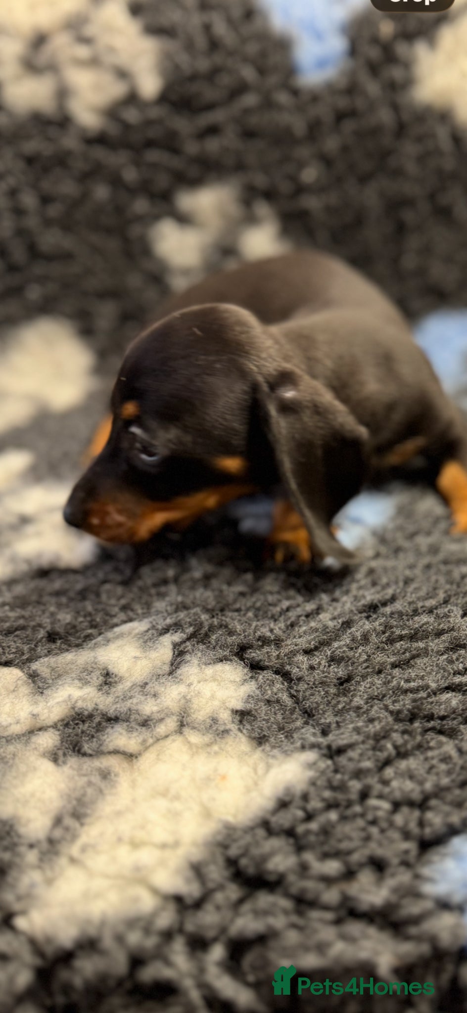 Miniature Dachshund dogs Miniature dachshund puppies - Advert 1