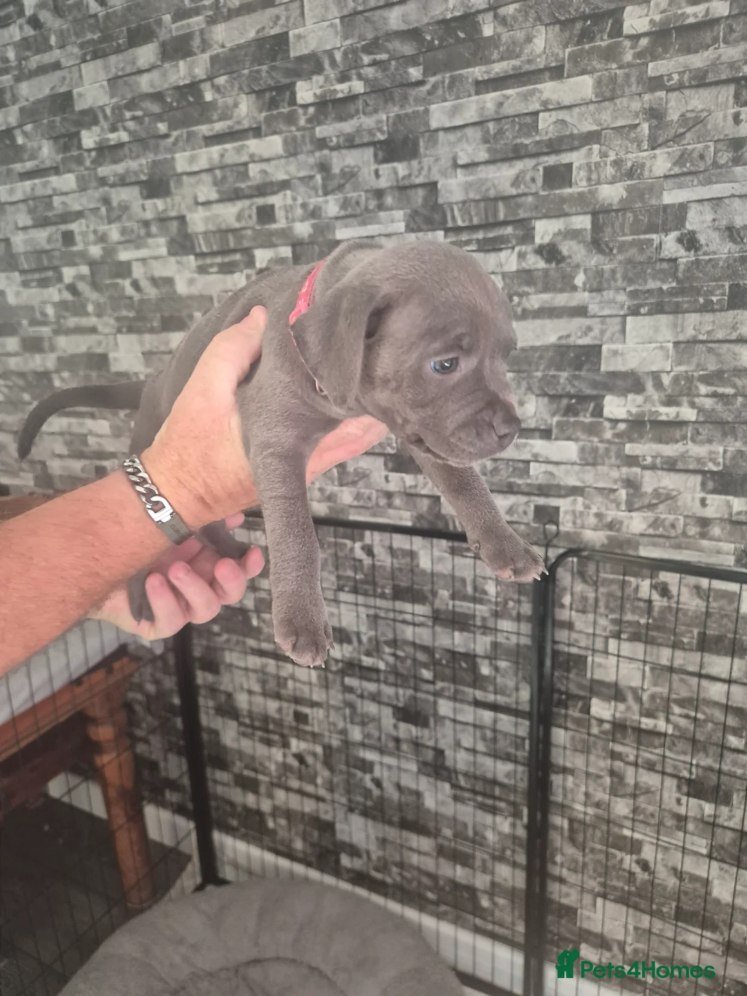Staffordshire Bull Terrier dogs for sale: Blue Staffordshire bull terriers  - Advert 1