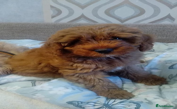 Cavapoo dogs - Advert 5