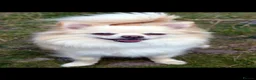 Pomchi dogs for sale: Pomeranian Chihuahua Puppies in Rotherham - Advert 2