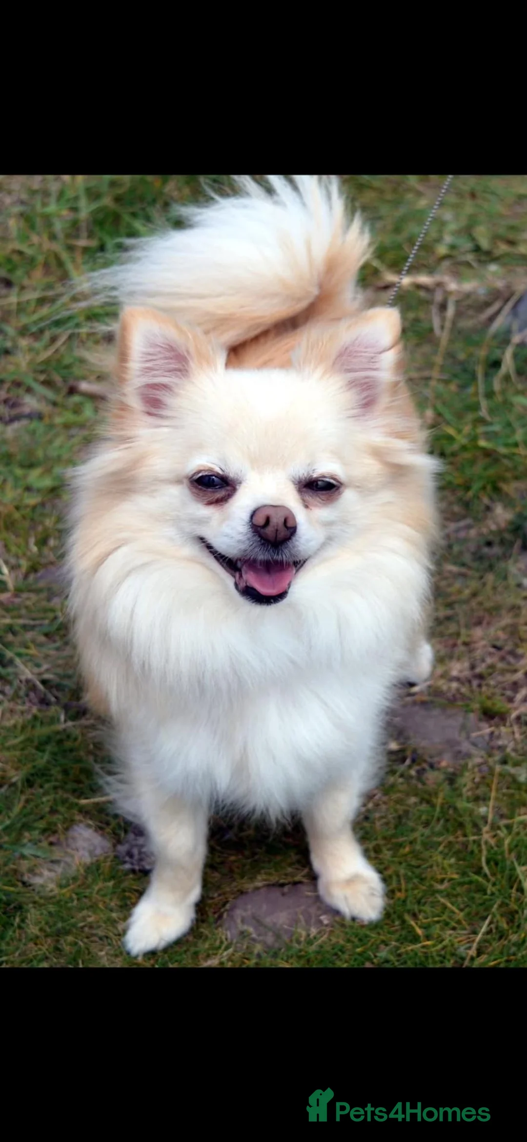 Pomchi dogs for sale: Pomeranian Chihuahua Puppies in Rotherham - Advert 2