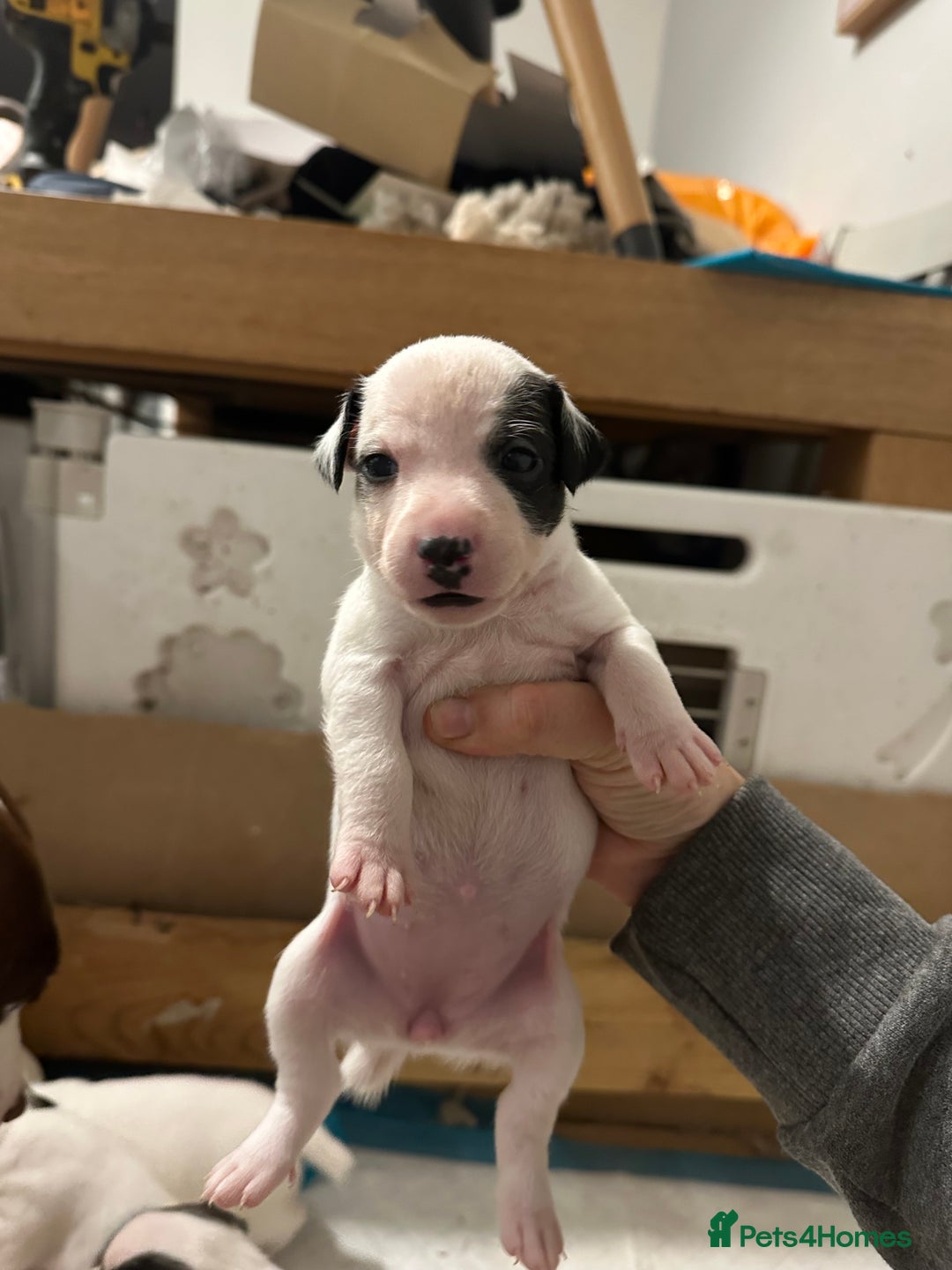 Jack Russell dogs for sale: Jack Russel puppy’s  - Advert 2