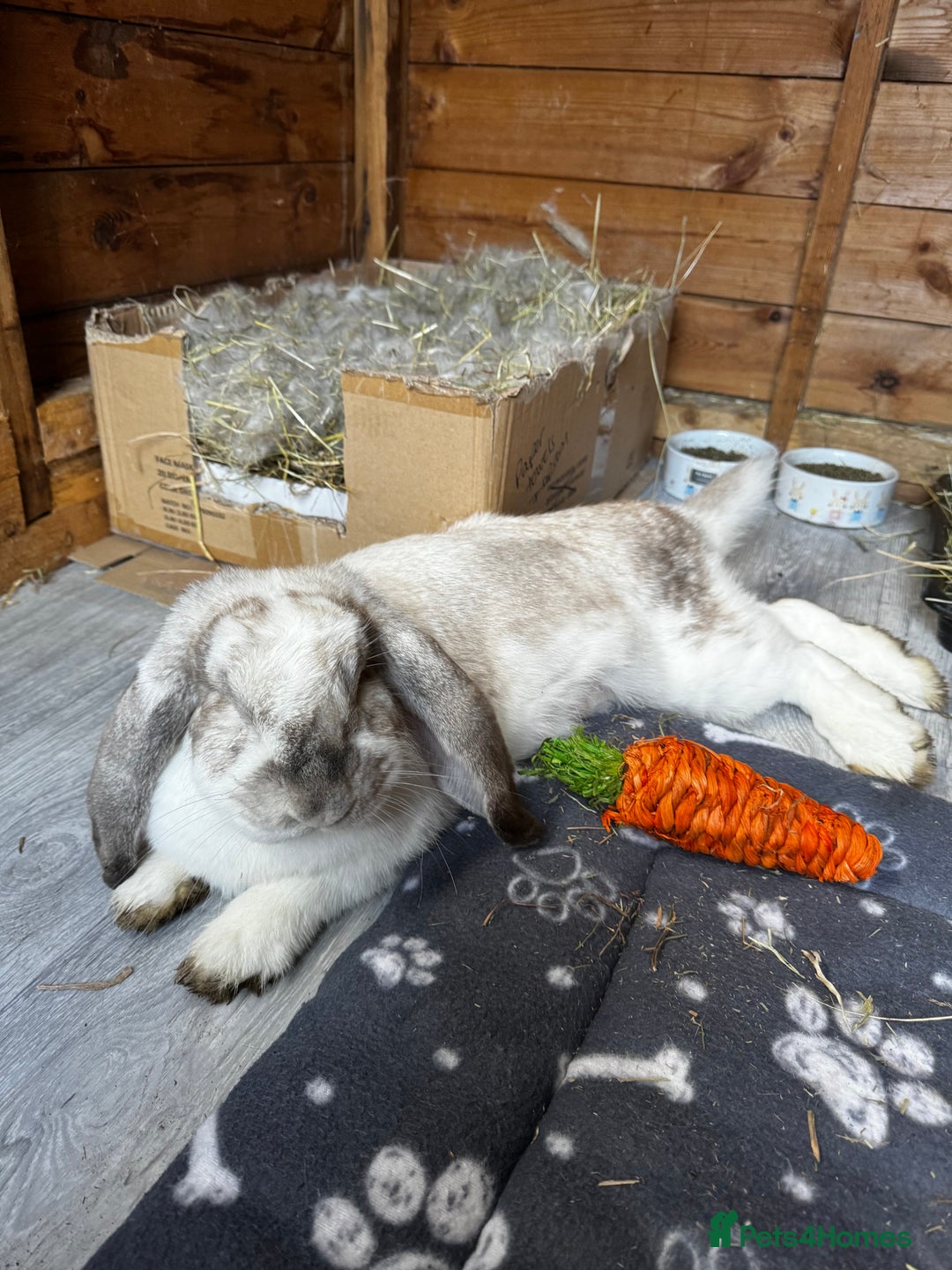French Lop rabbits for sale: 🩵Stunning litter pure bred blue eye French lops🩵 - Image 27