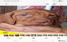 Hungarian Vizsla dogs for sale: Hungarian vizsla  - Image 21