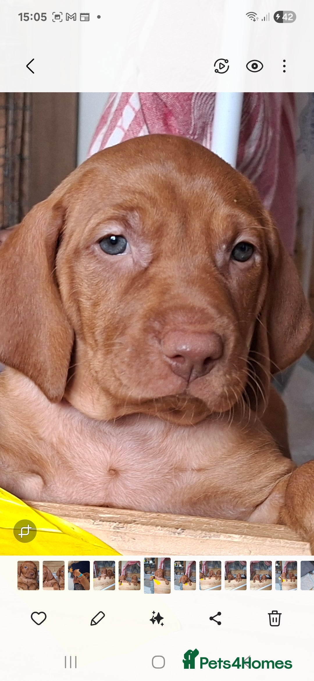 Hungarian Vizsla dogs for sale: Hungarian vizsla  - Image 21