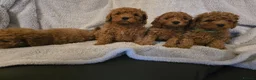 Cavapoo dogs for sale: 6 cavapoo pups ready to leave  - Advert 3