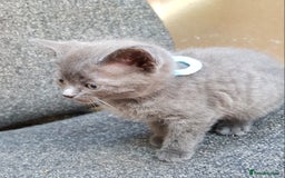 Mixed Breed cats for sale: Grey kittens  - Image 11
