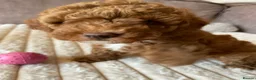 Poochon dogs for sale: 2 Toy poodle/poochon pups for sale.  - Advert 20