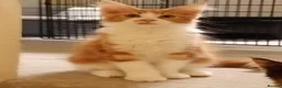 Maine Coon cats for sale: Stunning Maine Coon Kittens - Advert 18