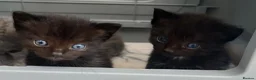 Ragdoll cats for sale: 1 Already reserved Fluffy Ragdoll Cross Kittens  - Advert 10