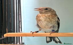 Finches birds for sale: juvenile goldfinches available! 2025 bbc rung!  - Image 4