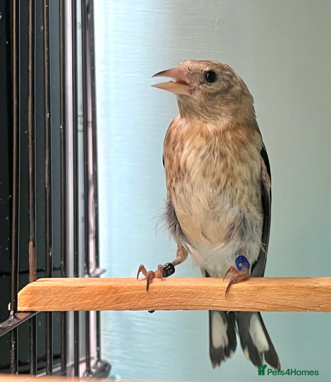 Finches birds for sale: juvenile goldfinches available! 2025 bbc rung!  - Image 4