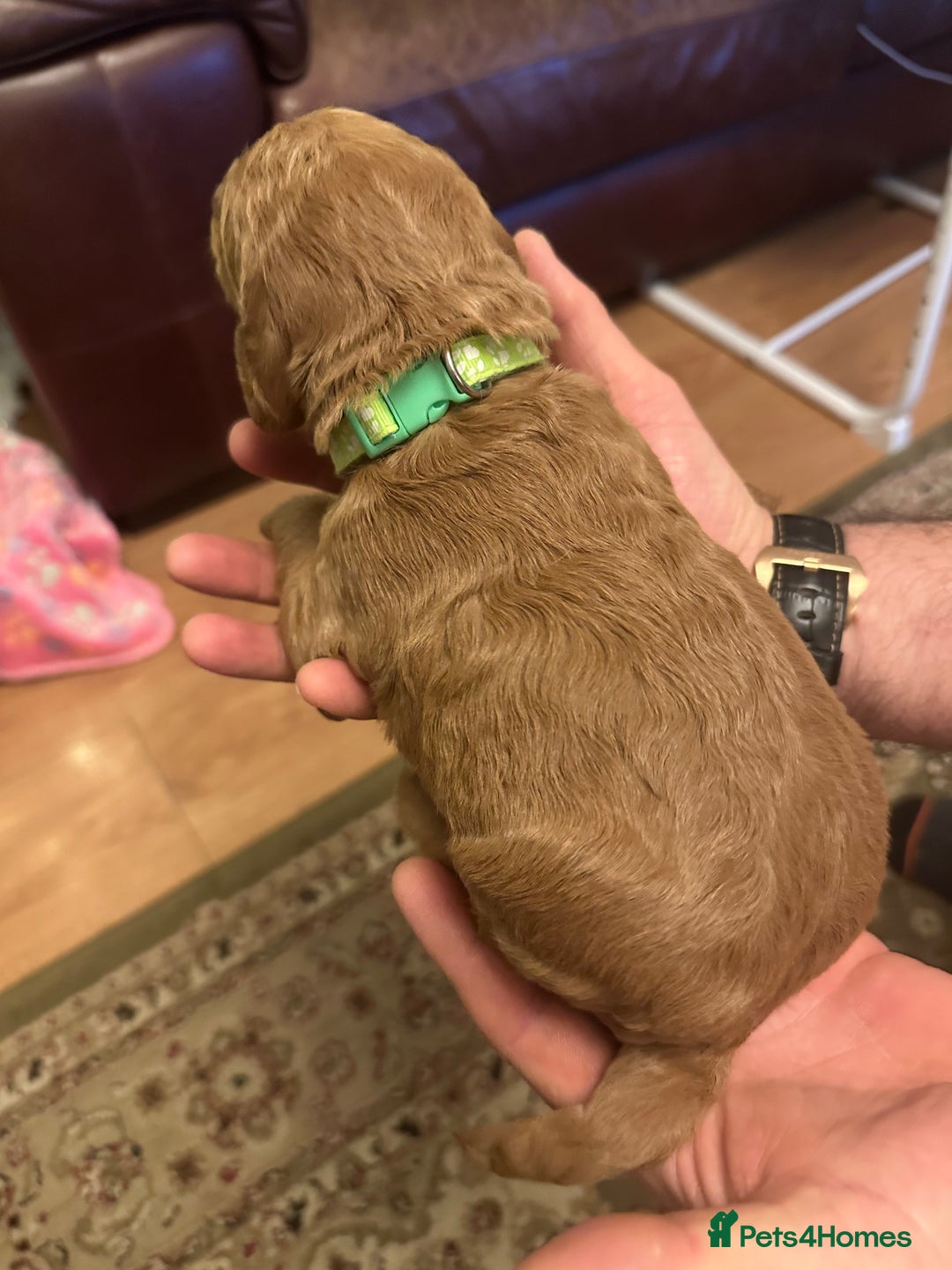 Labradoodle dogs for sale: Miniature F1 Labradoodles  - Advert 37