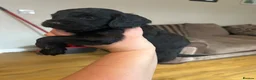 Cockapoo dogs for sale: Adorable Black Cockapoo Boy – Loving & Playful  - Advert 8