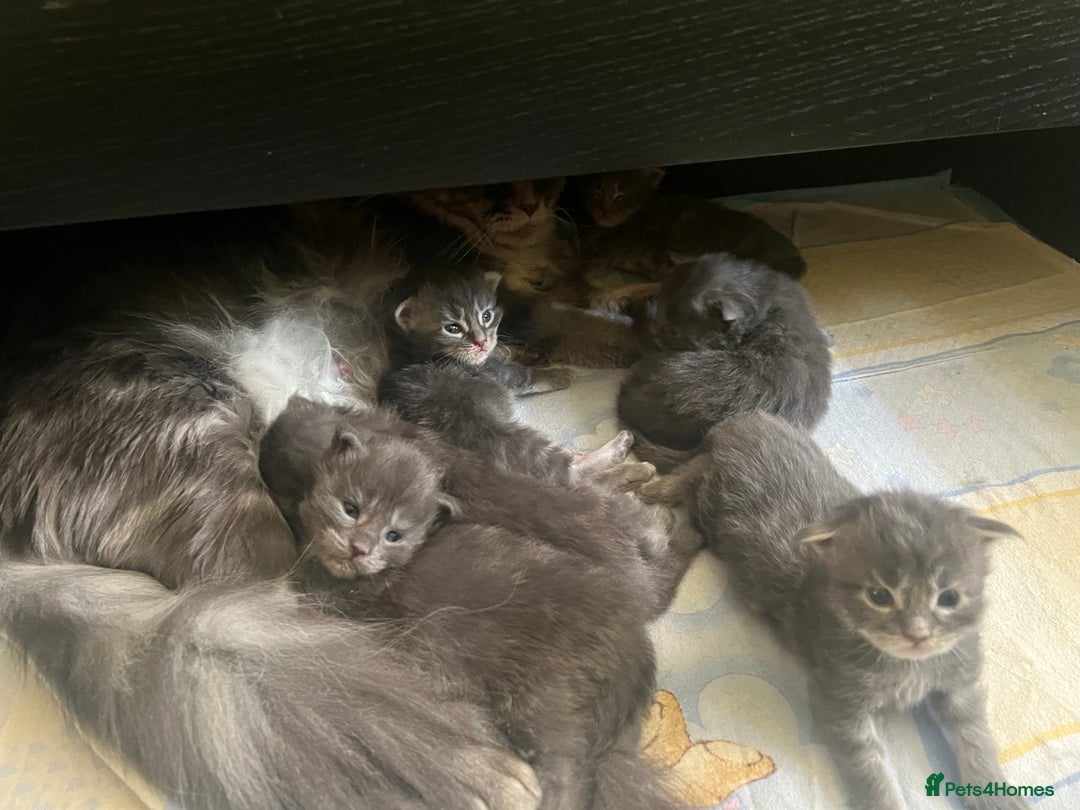 Maine Coon cats for sale: First Litter 6 Pure Maine Coon Kittens - Image 12