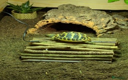 Tortoise reptiles for sale: Herman tortoise & enclosure - Image 1