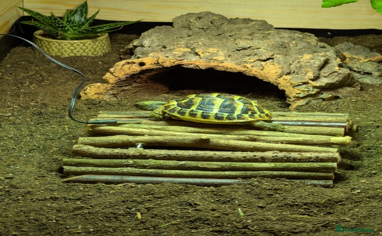 Tortoise reptiles - Advert 3