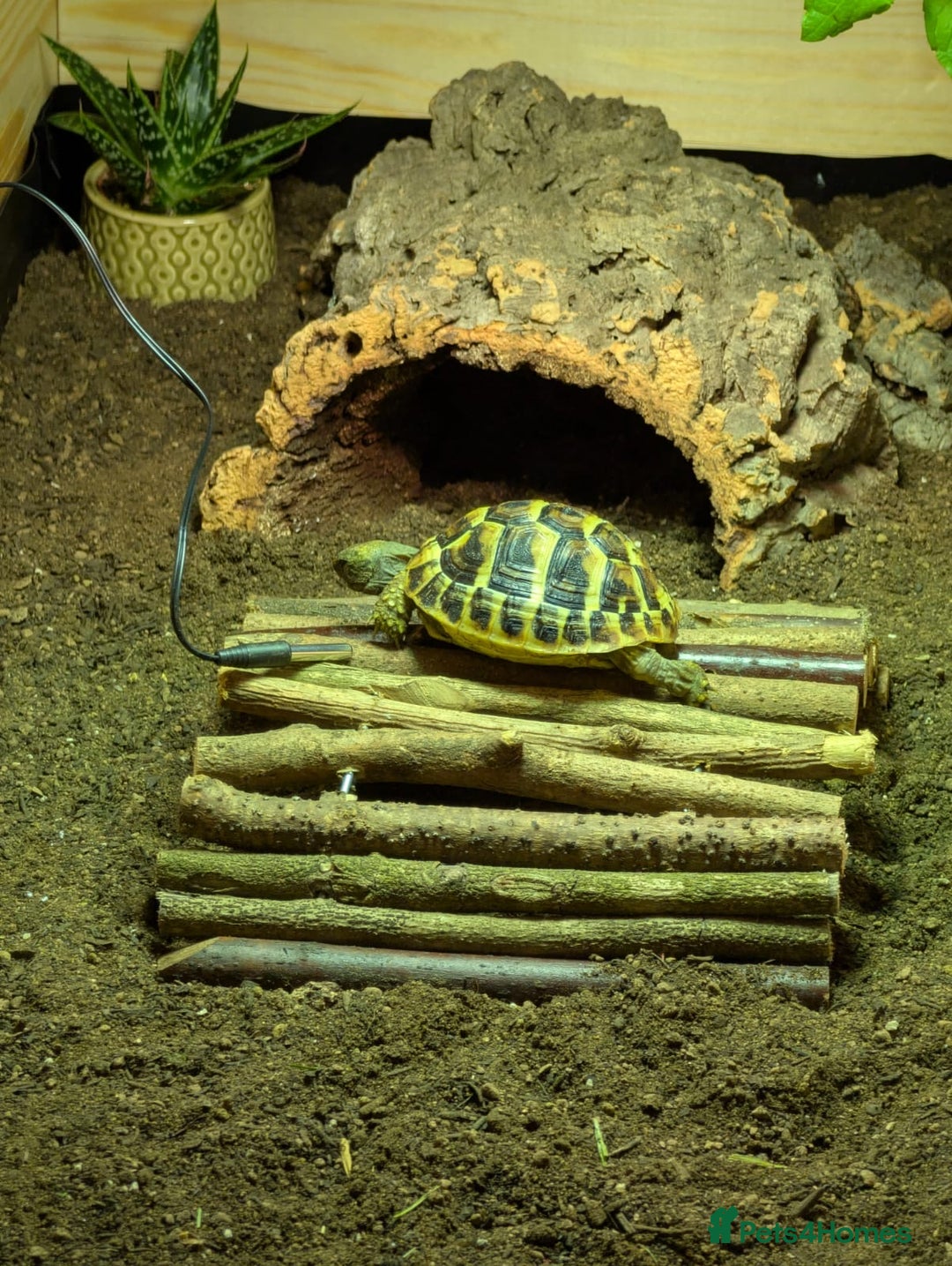 Tortoise reptiles for sale: Herman tortoise & enclosure - Image 1