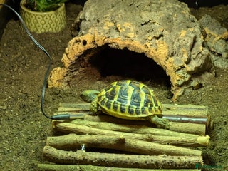 Tortoise reptiles - Advert 1