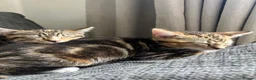 Mixed Breed cats for sale: 3 Left - Mixed Breed Pedigree Cross Kittens M/F - Advert 4
