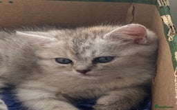 Persian cats for sale: Silver and Cream chinchilla kittens - Image 11