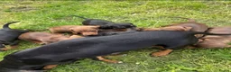 Dachshund dogs for sale: 9 Beautiful Dachshund Puppies for Sale in Pontypool - Advert 5