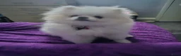 Pomeranian dogs for sale: 1 White beautifull teddy bear pomeranian  in Rochdale - Advert 13