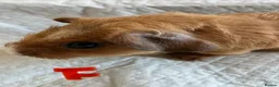 Guinea Pig rodents for sale: Lovely guinea pig babies  - Advert 4