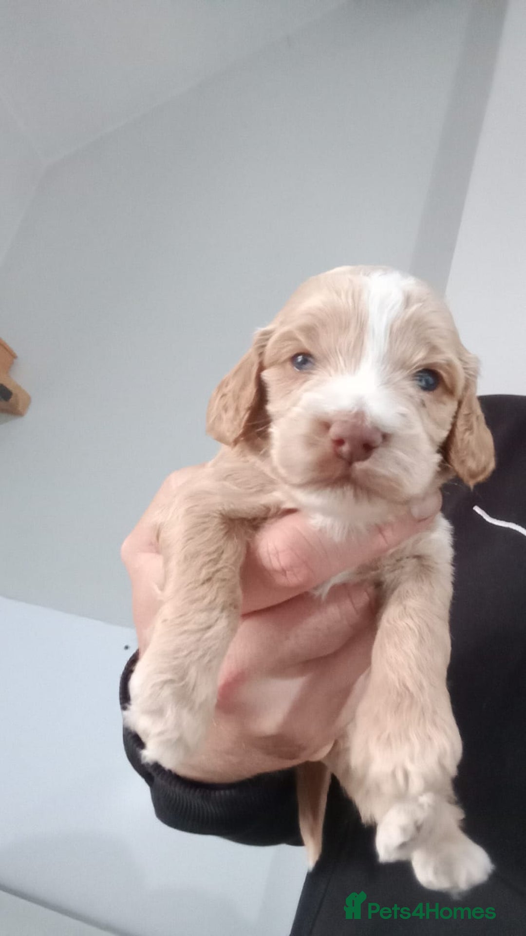 Cockapoo dogs for sale: 3 left gorgeous apricot f1 DNA tested Cockerpoos  - Image 11