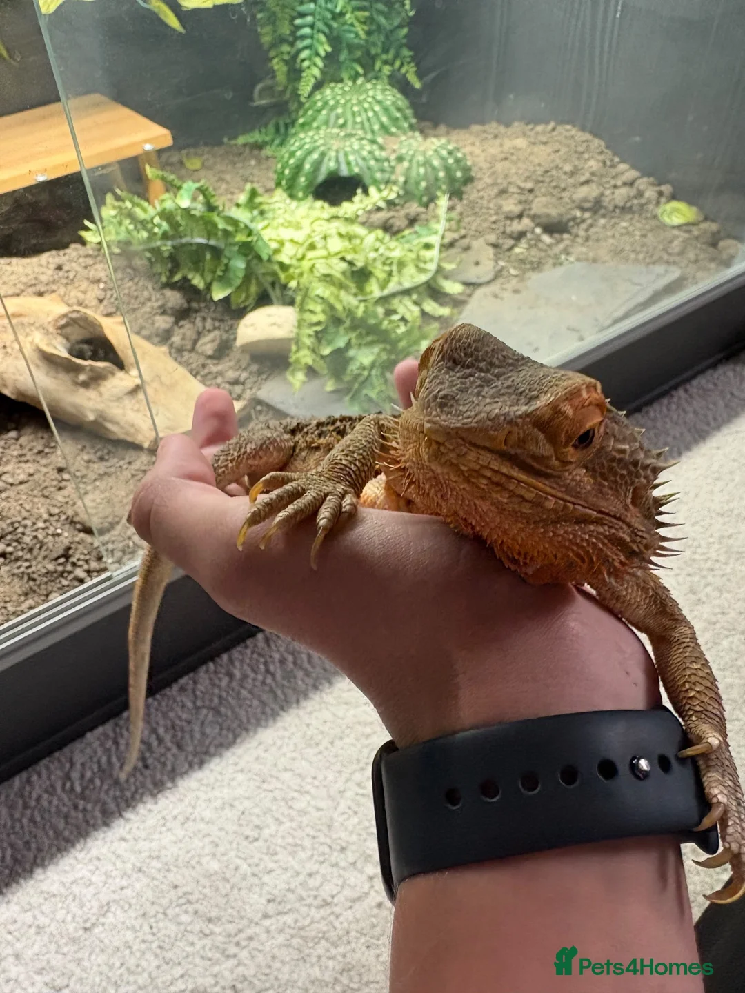 Bearded Dragon reptiles for sale: Friendly Bearded Dragon  in Kettering - Advert 1