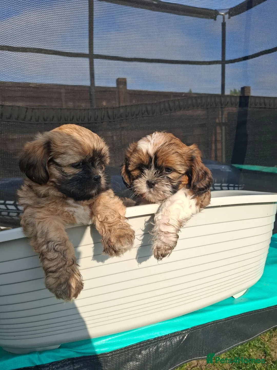 Shih Tzu dogs for sale:  Stunning Shizu pups for sale gravesend kent - Advert 2