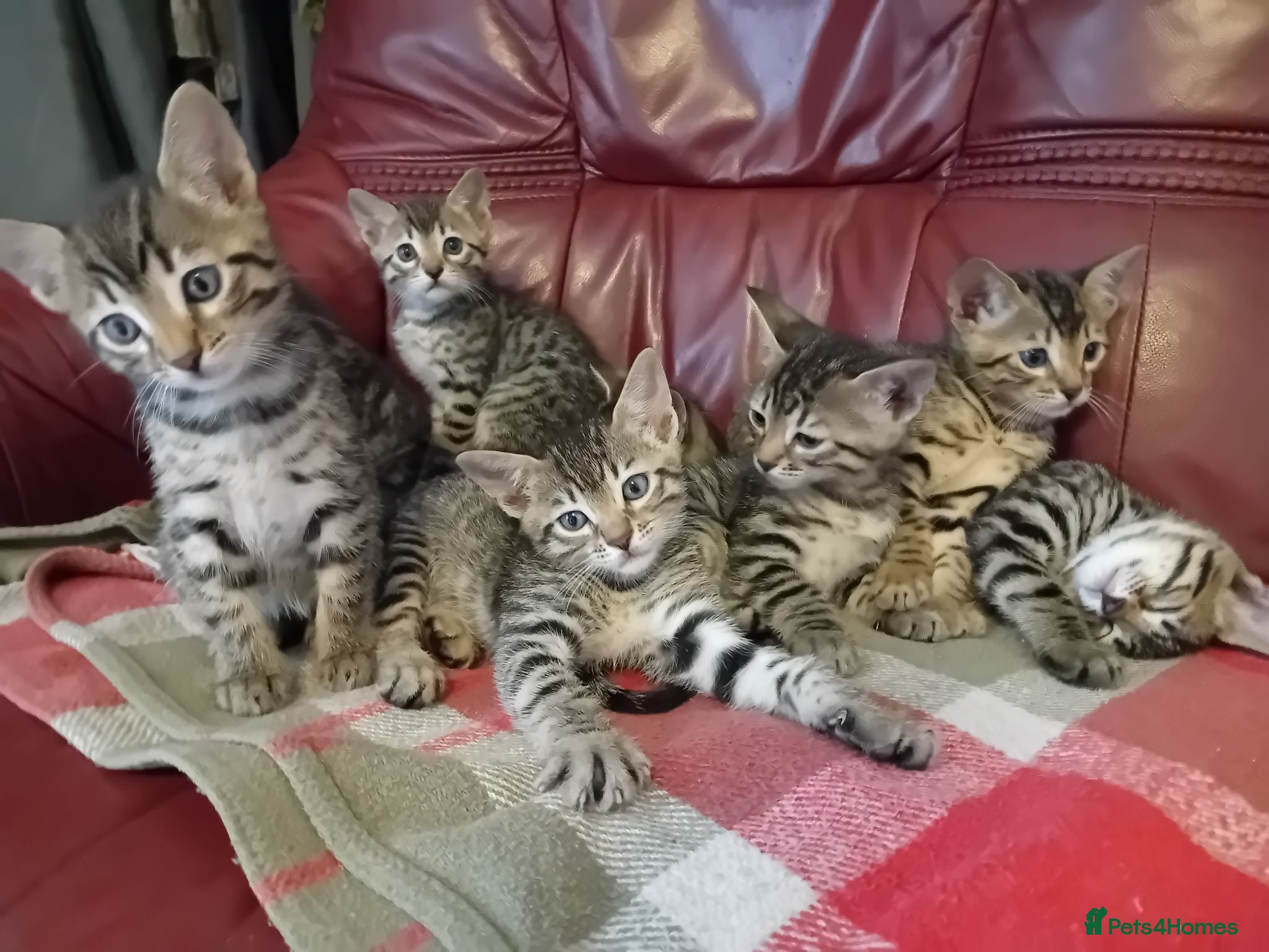 Bengal cats 4x Girls & 4x Boys – Stunning Bengal cross Kittens - Advert 1